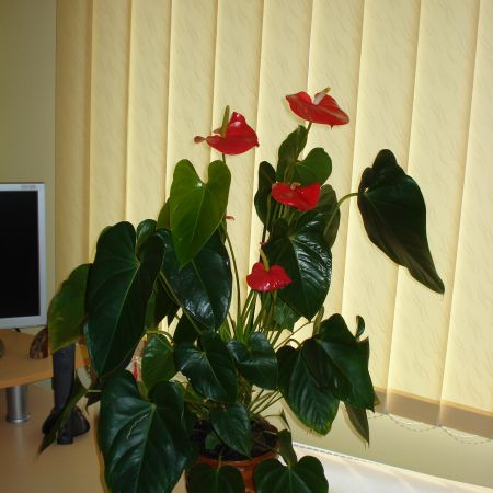 Anthurium